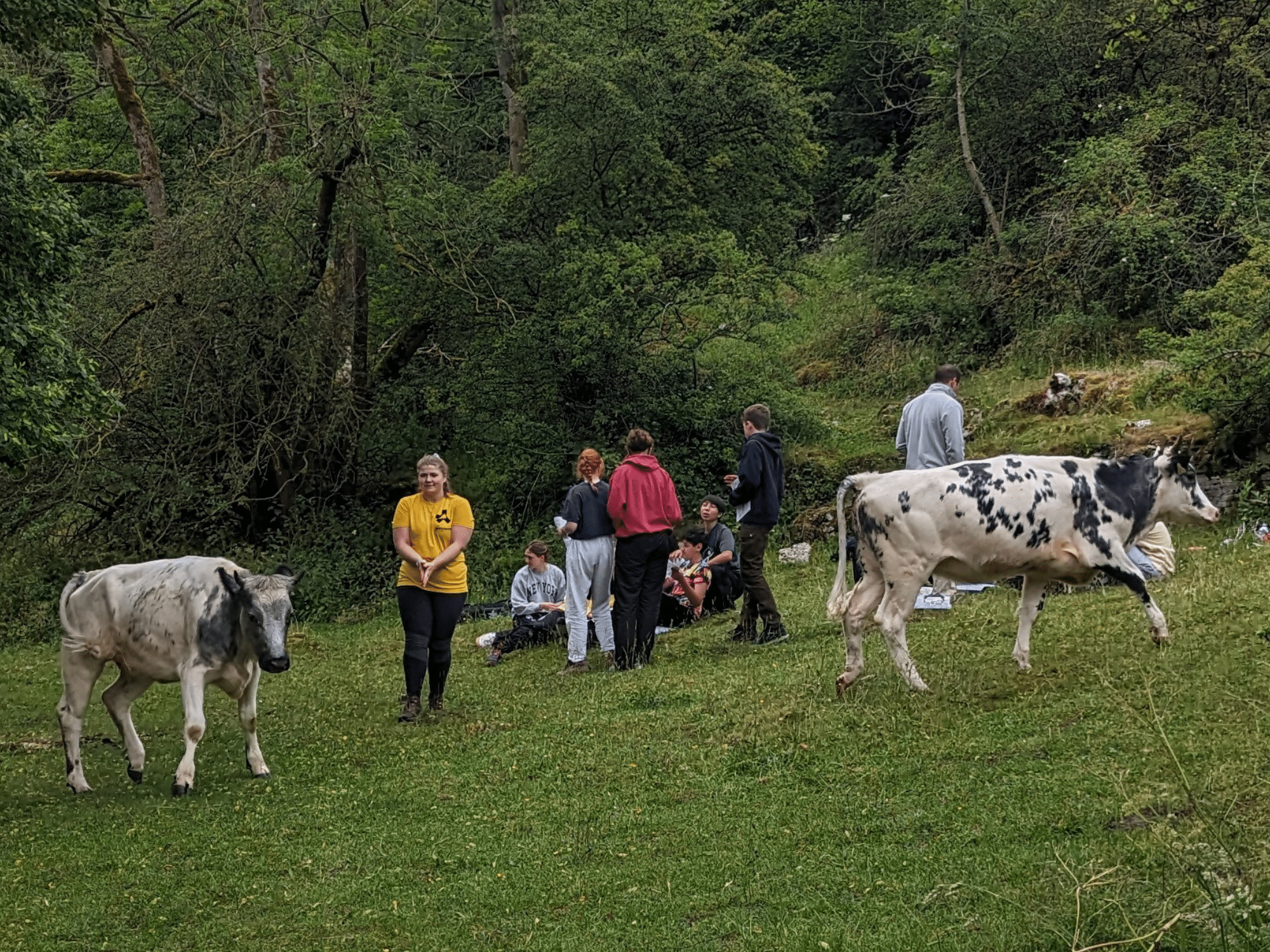 Pupils and cows in a field